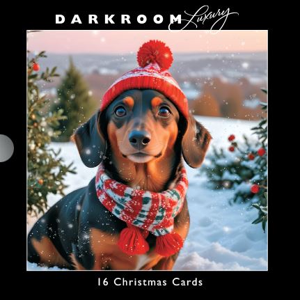 Darkroom - Daschund Dogs in Hats and Scarves